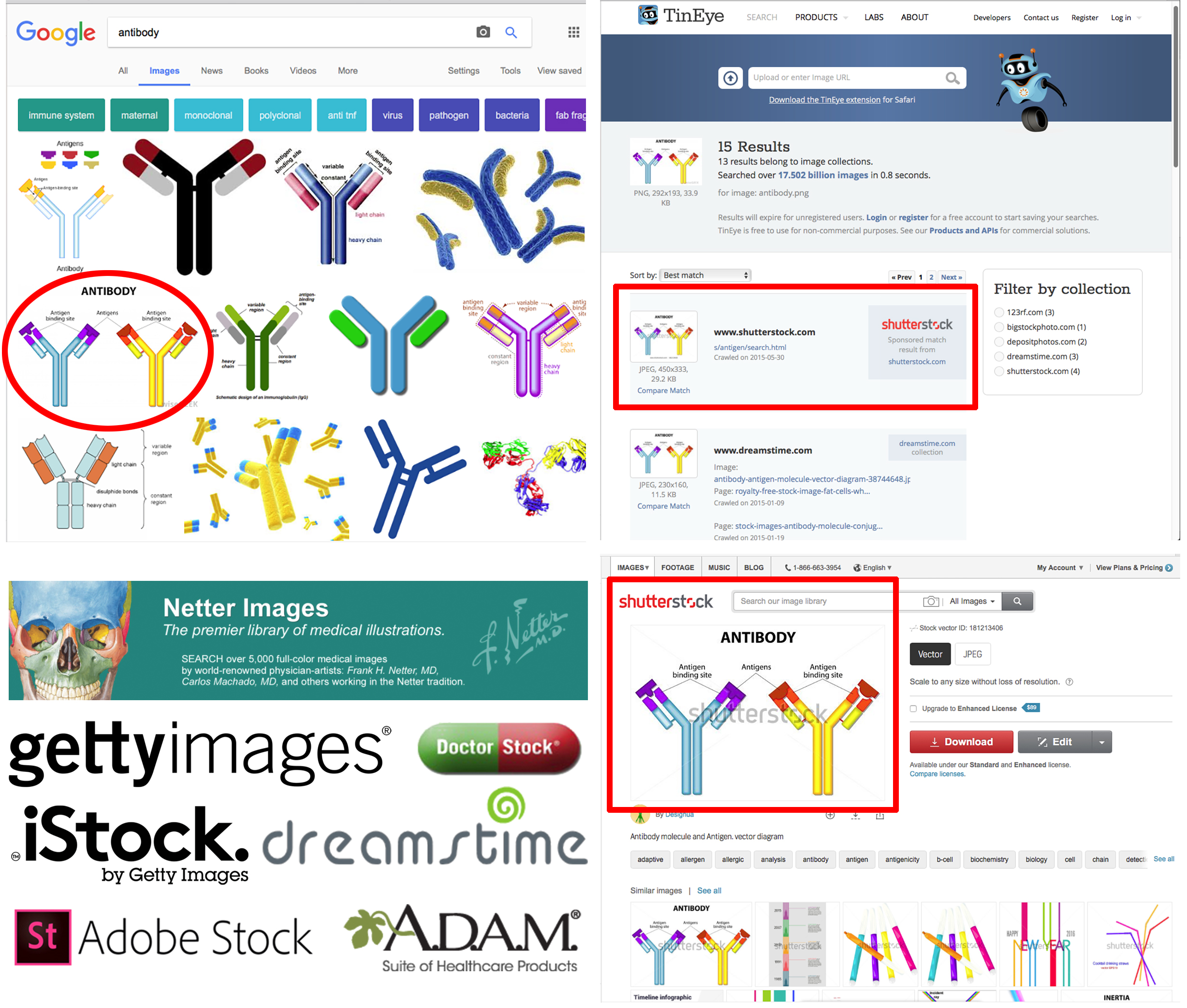 Upper left: Google image search for "antibody;" upper right: TinEye image search for commercial image sources; lower right: shutterstock.com royalty-free image available for fee; bottom left: popular commercial royalty-free sources